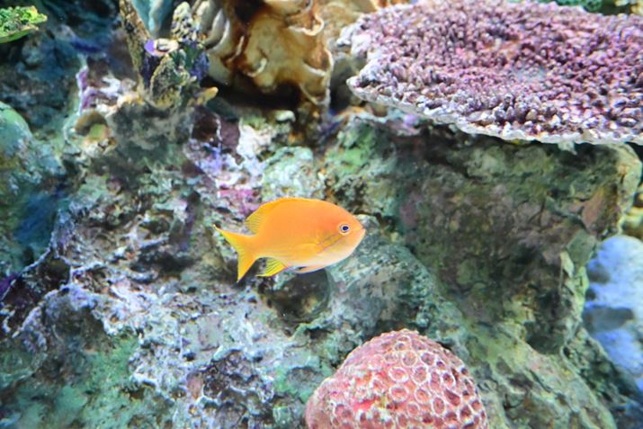 Z50IIANIKKOR Z DX 16-50mm f/3.5-6.3 VRA21mmAVb^[DI[gAF4A1/250bAISO6400AzCgoXFI[gAsN`[Rg[Frrbh