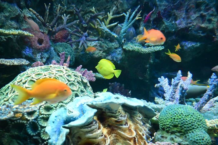 Z50IIANIKKOR Z DX 16-50mm f/3.5-6.3 VRA21mmAVb^[DI[gAF4A1/250bAISO6400A+0.3EVAzCgoXFI[gAsN`[Rg[Frrbh