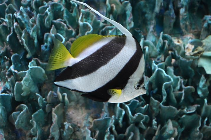 Z50IIANIKKOR Z DX 16-50mm f/3.5-6.3 VRA36mmi35mmZ54mmjAVb^[DI[gAF5.3A1/200bAISO2500A-0.3EVAzCgoXFI[gAsN`[Rg[FI[g