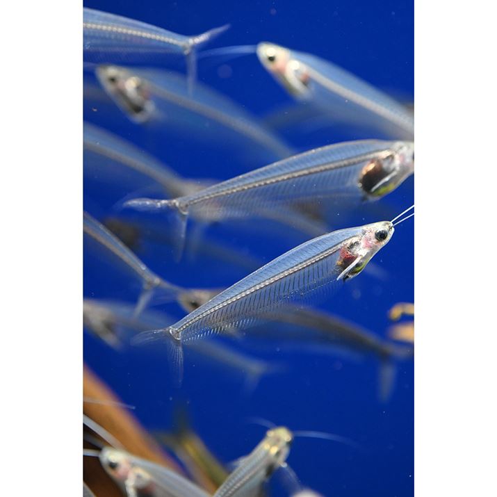 Z50IIANIKKOR Z MC 50mm f/2.8A50mmi35mmZ75mmjAVb^[DI[gAF3.5A1/200bAISO3200A-0.3EVAzCgoXFI[gAsN`[Rg[FI[g