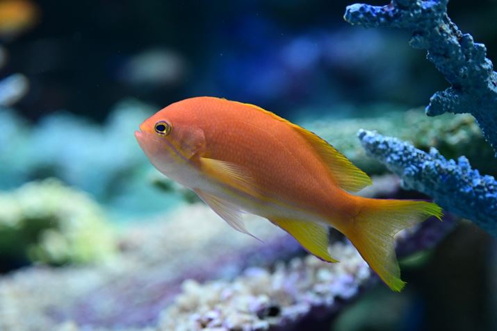 Z50IIANIKKOR Z MC 50mm f/2.8A50mmi35mmZ75mmjA}jAAF3.3A1/250bAISO2000A-0.3EVAzCgoXFI[gAsN`[Rg[Fi