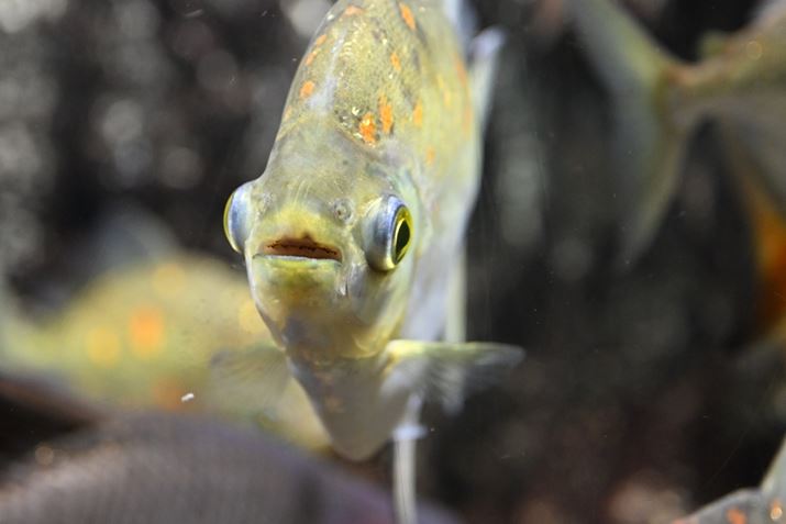 Z50IIANIKKOR Z MC 50mm f/2.8A50mmi35mmZ75mmjAVb^[DI[gAF3.3A1/200bAISO4000A-0.3EVAzCgoXFI[gAsN`[Rg[FI[g