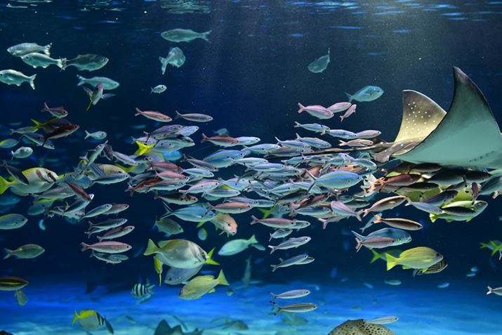 Z50IIANIKKOR Z 35mm f/1.4A35mmi35mmZ52.5mmjAVb^[DI[gAF1.4A1/400bAISO280AzCgoXFI[gAsN`[Rg[Frrbh