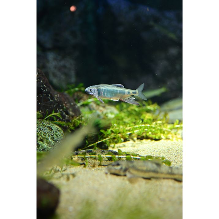 Z50IIANIKKOR Z 35mm f/1.4A35mmi35mmZ52.5mmjAVb^[DI[gAF1.4A1/250bAISO180A-0.3EVAzCgoXFI[gAsN`[Rg[Fi