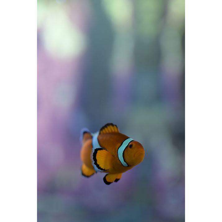 Z50IIANIKKOR Z 35mm f/1.4A35mmi35mmZ52.5mmjA}jAAF1.4A1/320bAISO360A+0.3EVAzCgoXFI[gAsN`[Rg[F|[g[g