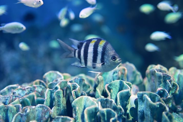 Z50IIANIKKOR Z 35mm f/1.4A35mmi35mmZ52.5mmjA}jAAF1.4A1/400bAISO500A-0.3EVAzCgoXFI[gAsN`[Rg[FgC