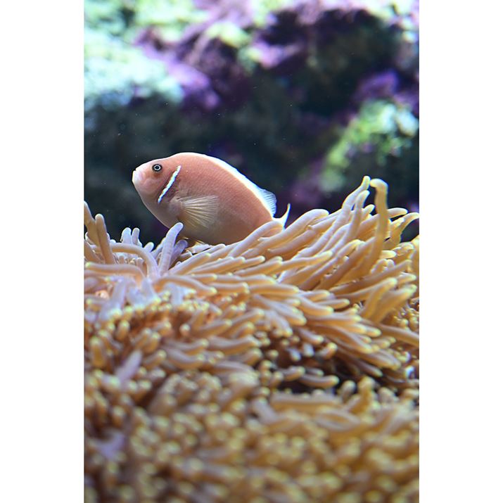 Z50IIANIKKOR Z MC 50mm f/2.8A50mmi35mmZ75mmjA}jAAF3.2A1/320bAISO800AzCgoXFI[gAsN`[Rg[Fi