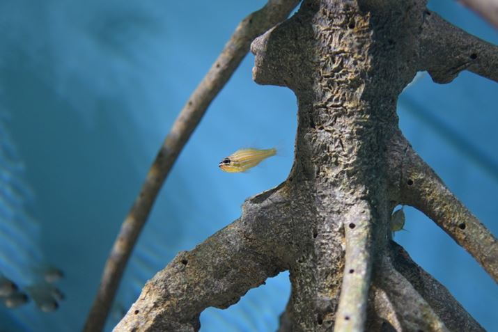 Z50IIANIKKOR Z 35mm f/1.4A35mmi35mmZ52.5mmjA}jAAF1.4A1/400bAISO1000A+0.3EVAzCgoXFI[gAsN`[Rg[Fb`g[|[g[g