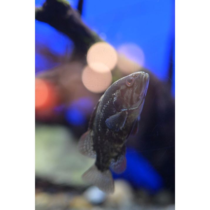 Z50IIANIKKOR Z 35mm f/1.4A35mmi35mmZ52.5mmjA}jAAF1.4A1/320bAISO4000A-0.3EVAzCgoXFI[gAsN`[Rg[F|[g[g