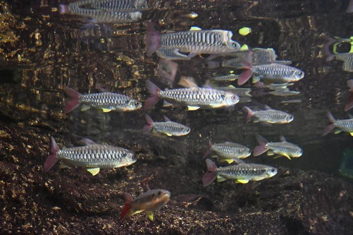 Z50IIANIKKOR Z DX 16-50mm f/3.5-6.3 VRA38mmi35mmZ57mmjAVb^[DI[gAF5.6A1/200bAISO14400A-0.3EVAzCgoXFI[gAsN`[Rg[FI[g