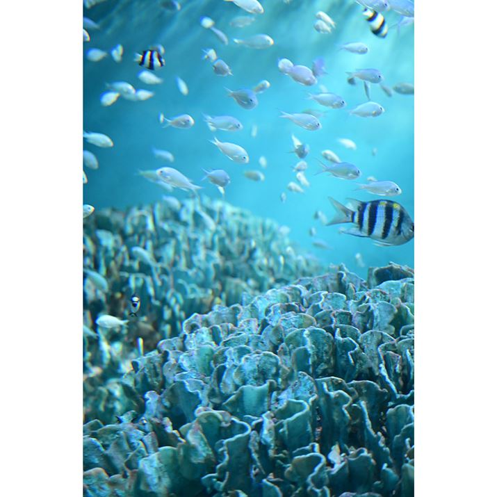 Z50IIANIKKOR Z MC 50mm f/2.8A50mmi35mmZ75mmjAVb^[DI[gAF3A1/400bAISO1800A+0.3EVAzCgoXFI[gAsN`[Rg[Frrbh