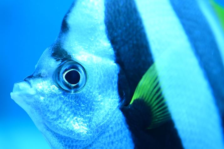 Z50IIANIKKOR Z MC 50mm f/2.8A50mmi35mmZ75mmjAVb^[DI[gAF3.8A1/400bAISO2200A+0.3EVAzCgoXFdAsN`[Rg[Frrbh