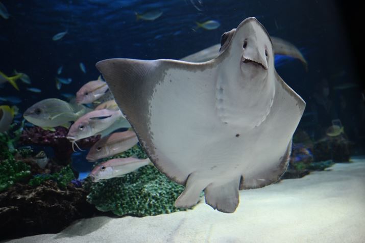 Z50IIANIKKOR Z DX 16-50mm f/3.5-6.3 VRA16mmi35mmZ24mmjAVb^[DI[gAF3.5A1/320bAISO800AzCgoXFI[gAsN`[Rg[FI[g