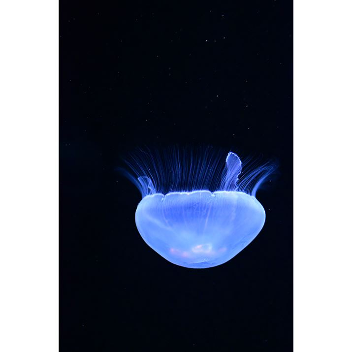 Z50IIANIKKOR Z 35mm f/1.4A35mmi35mmZ52.5mmjA}jAAF1.4A1/250bAISO9000A-1.0EVAzCgoXFI[gAsN`[Rg[Frrbh