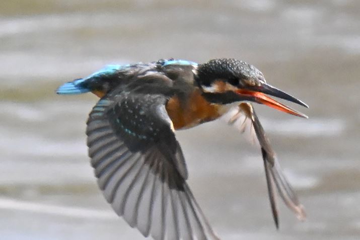 ]Y[YuNIKKOR Z 180-600mm f/5.6-6.3 VRv{uZ TELECONVERTER TC-2.0xvgpBœ_1200mmŁAxISO10000