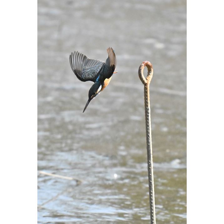 Z5IIANIKKOR Z 180-600mm f/5.6-6.3 VR{Z TELECONVERTER TC-2.0xA1200mmAF13A1/8000bAISO18000A+0.3EVAWBFI[g1AsN`[Rg[FX^_[hAANeBuD-CeBOFWAJҏWŃg~OBeʐ^i2560×3840A3.0MBj