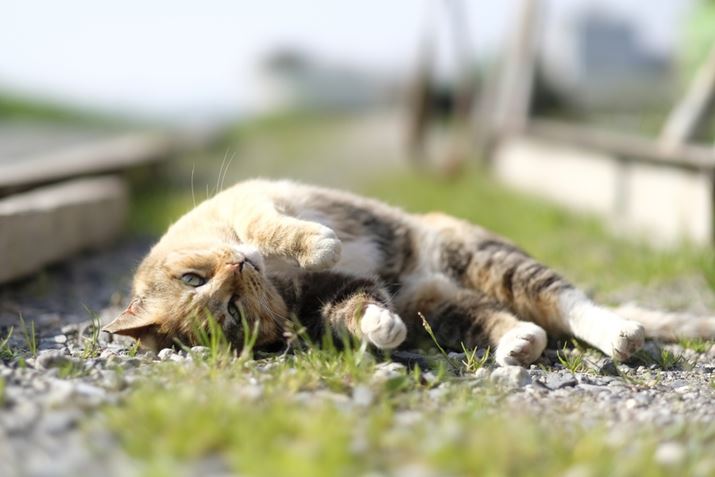 X-T2AXF56mmF1.2 R APDAF1.2A1/4000bAISO200A+0.7EVAzCgoXFI[gAtBV~[VFASTIA/\tg