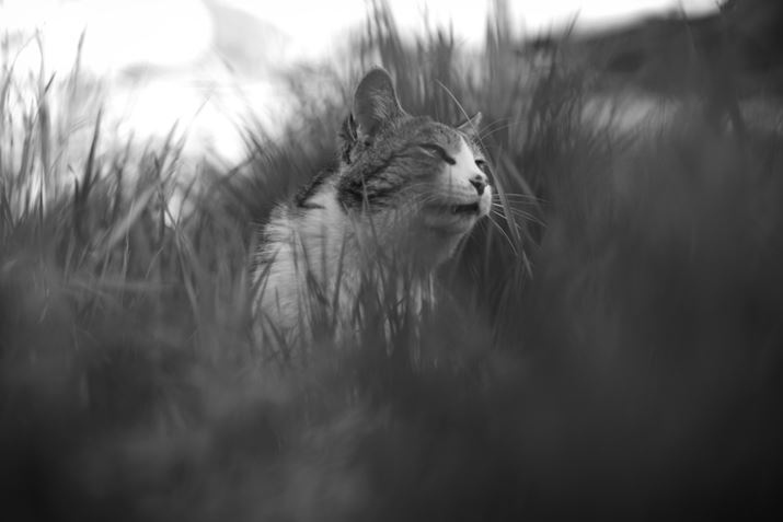 X-T2AXF56mmF1.2 R APDAF1.2A1/2400bAISO200AzCgoXFI[gAtBV~[VFACROS