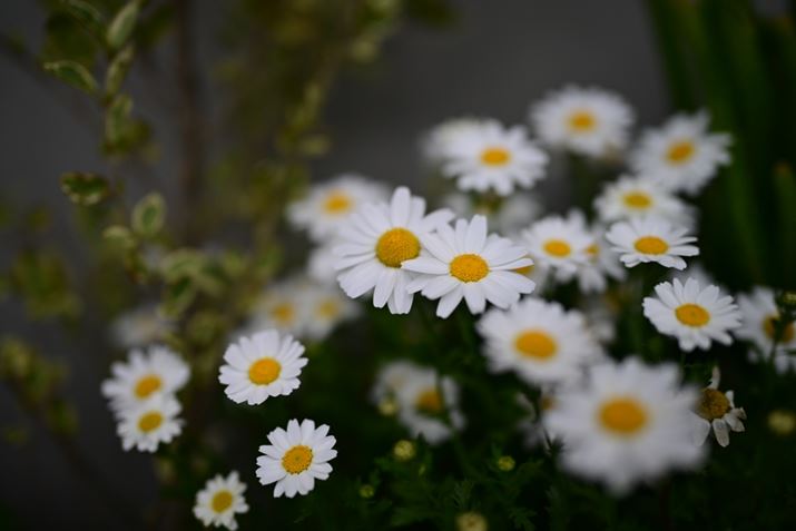 Z8ANIKKOR Z 35mm f/1.2 SAF1.2A1/8000bAISO100AzCgoXFAUTO1AsN`[Rg[FrrbhBeʐ^i8256×5504A16.4MBj