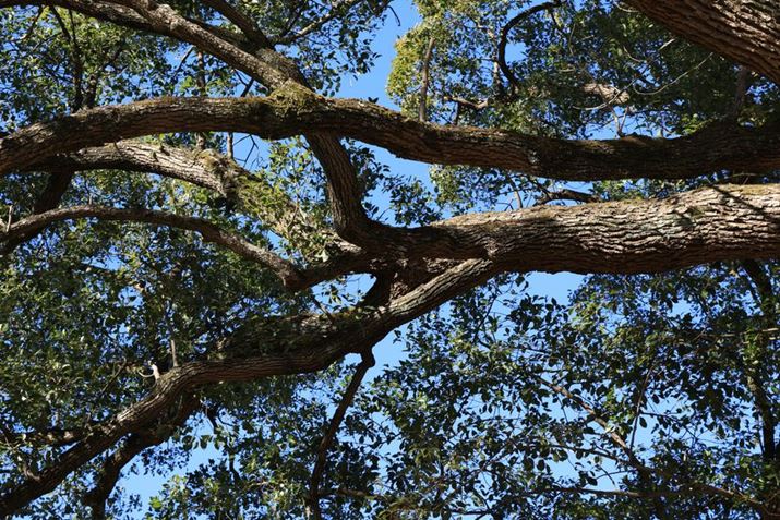 EOS R5 Mark IIARF24-105mm F4 L IS USMA76mmAF11A1/250bAISO500A-0.3EVAzCgoXFI[gi͋CDjAsN`[X^CFi