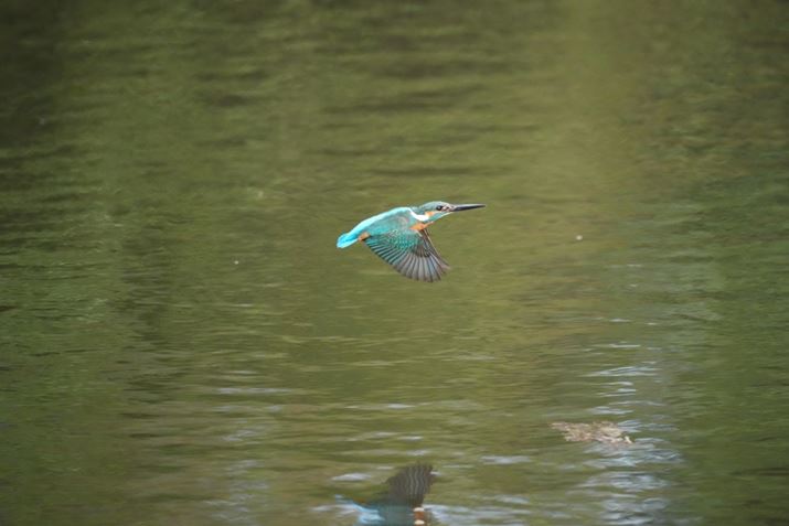 1 IIAFE 400-800mm F6.3-8 G OSSA800mmAF8A1/3200bAISO10000AzCgoXFI[gANGCeBubNFSTBeʐ^i8640×5760A14.9MBj