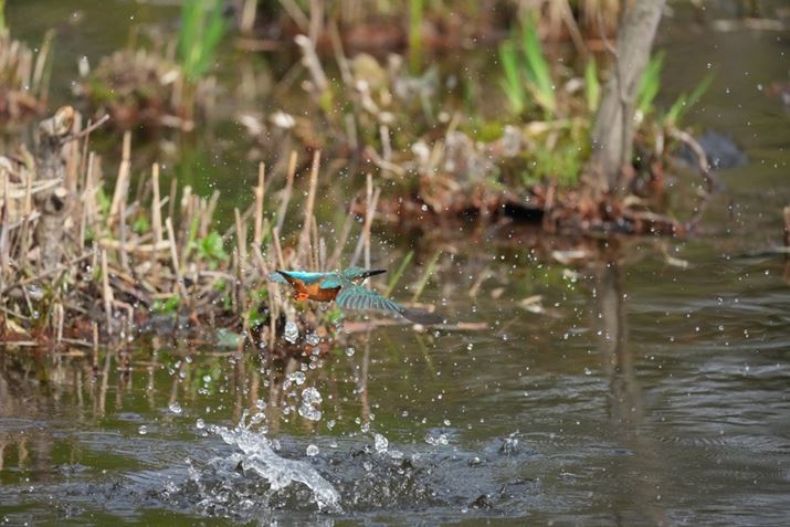 1 IIAFE 400-800mm F6.3-8 G OSSA800mmAF8A1/3200bAISO5000AzCgoXFI[gANGCeBubNFSTBeʐ^i8640×5760A15.3MBj