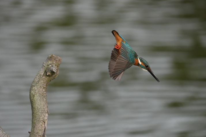 1 IIAFE 400-800mm F6.3-8 G OSSA800mmAF8.0A1/2000bAISO5000AzCgoXFI[gANGCeBubNFSTBeʐ^i8640×5760A12.4MBj