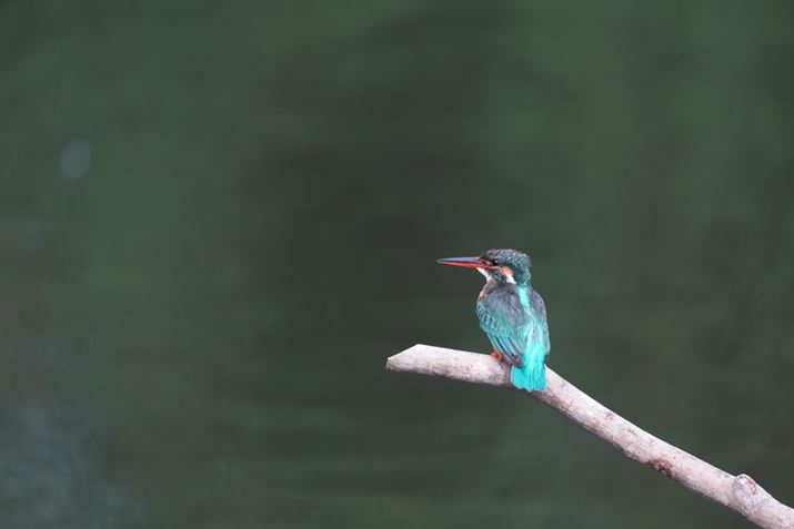 1 IIAFE 400-800mm F6.3-8 G OSSA800mmAF8A1/250bAISO800AzCgoXFI[gANGCeBubNFSTBeʐ^i8640×5760A10.0MBj