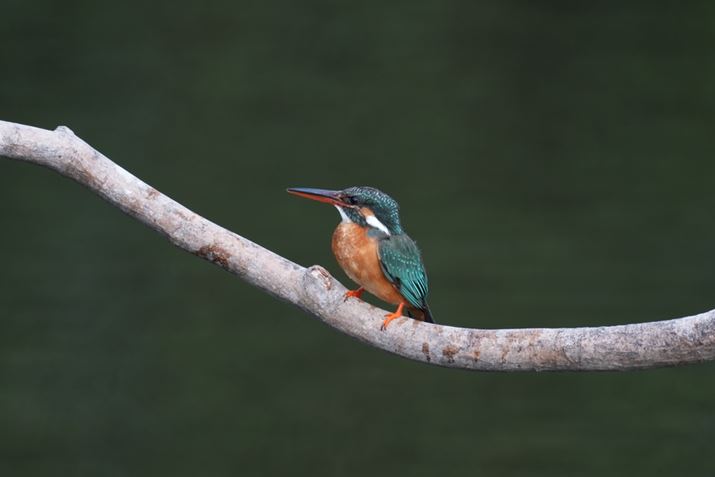 1 IIAFE 400-800mm F6.3-8 G OSSA1120mmiuSEL14TCvgpjAF11A1/160bAISO800AzCgoXFI[gANGCeBubNFSTBeʐ^i8640×5760A9.8MBj