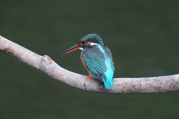 1 IIAFE 400-800mm F6.3-8 G OSSA1600mmiuSEL20TCvgpjAF16A1/60bAISO800AzCgoXFI[gANGCeBubNFSTBeʐ^i8640×5760A10.0MBj