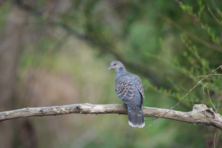 1 IIAFE 400-800mm F6.3-8 G OSSA800mmAF8A1/125bAISO400AzCgoXFI[gANGCeBubNFSTBeʐ^i8640×5760A9.9MBj