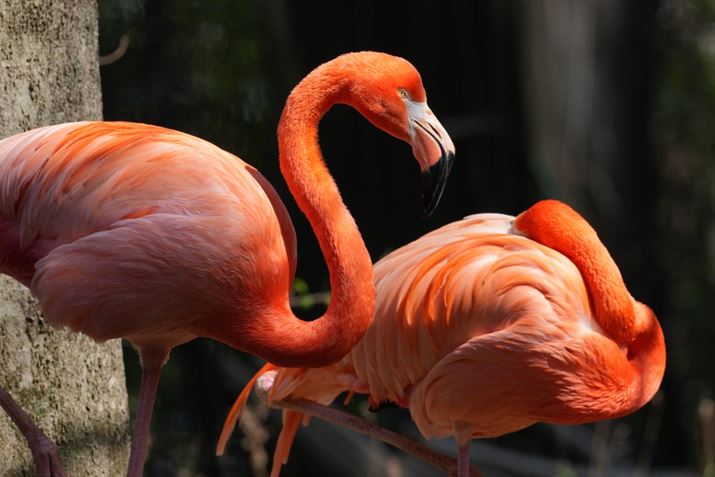 1 IIAFE 400-800mm F6.3-8 G OSSA800mmAF11A1/200bAISO400AzCgoXFI[gANGCeBubNFSTBeʐ^i8640×5760A10.9MBj