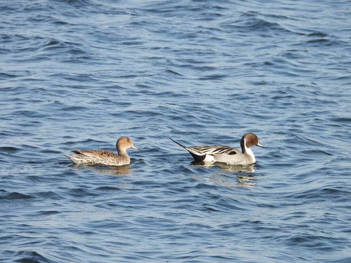 COOLPIX P1100A144mmi35mmZ800mmjAF5.6A1/500bAISO140AzCgoXFI[gAsN`[Rg[FX^_[hBeʐ^i4608×3456A7.2MBj