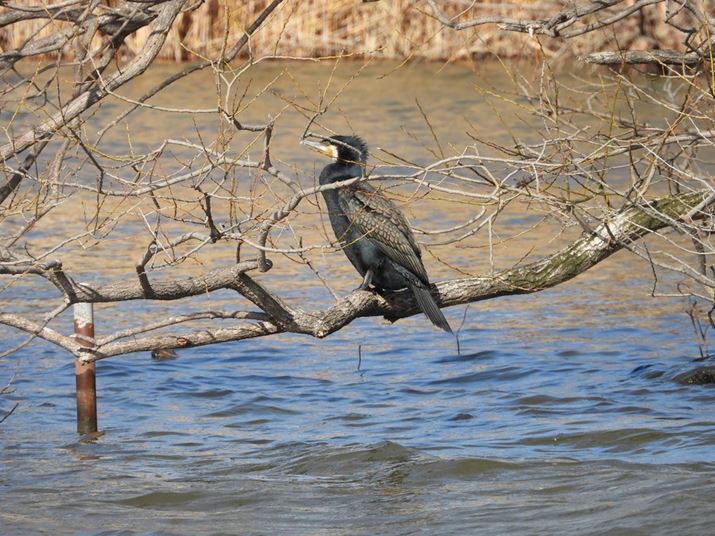 COOLPIX P1100A216mmi35mmZ1200mmjAF5.6A1/500bAISO160AzCgoXFI[gAsN`[Rg[FX^_[hBeʐ^i4608×3456A7.4MBj