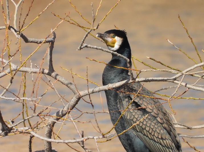 COOLPIX P1100A646.8mmi35mmZ3000mmjAF8A1/500bAISO320AzCgoXFI[gAsN`[Rg[FX^_[hBeʐ^i4608×3456A7.2MBj