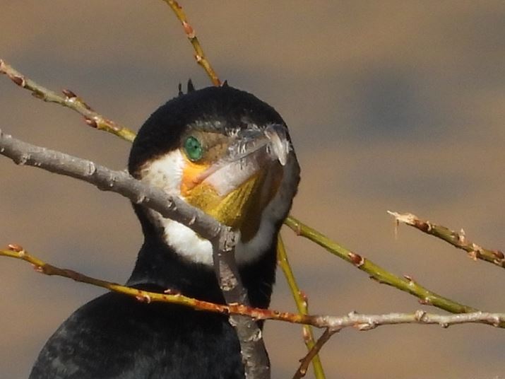 COOLPIX P1100A2156mmi35mmZ6000mmjAF8A1/500bAISO200AzCgoXFI[gAsN`[Rg[FX^_[hBeʐ^i4608×3456A3.5MBj