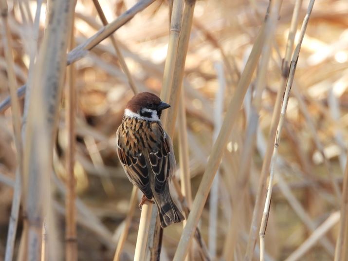 COOLPIX P1100A108mmi35mmZ600mmjAF5.6A1/250bAISO250AzCgoXFI[gAsN`[Rg[FX^_[hBeʐ^i4608×3456A6.7MBj