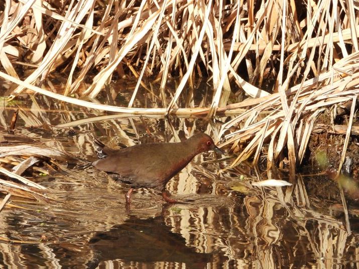 COOLPIX P1100A155mmi35mmZ860mmjAF8A1/500bAISO280AzCgoXFI[gAsN`[Rg[FX^_[hBeʐ^i4608×3456A6.8MBj