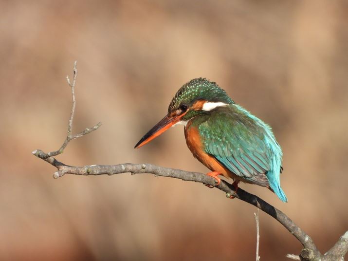 COOLPIX P1100A539mmi35mmZ3000mmjAF8A1/500bAISO320AzCgoXFI[gAsN`[Rg[FX^_[hBeʐ^i4608×3456A7.0MBj