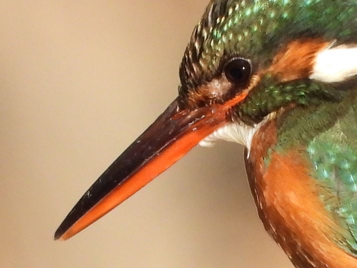 COOLPIX P1100A2156mmi35mmZ6000mmjAF8A1/400bAISO400AzCgoXFI[gAsN`[Rg[FX^_[hBeʐ^i4608×3456A4.0MBj