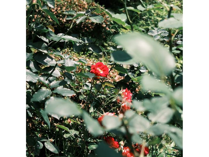 X-E5AXF23mmF2.8 R WRAAXyNg1F1AfW^eR2.0{AF2.8A1/1500bAISO125A+0.3EVAzCgoXFI[gAtBV~[VFNVbNlKAJPEGBeʐ^i2592×2592A4.0MBj