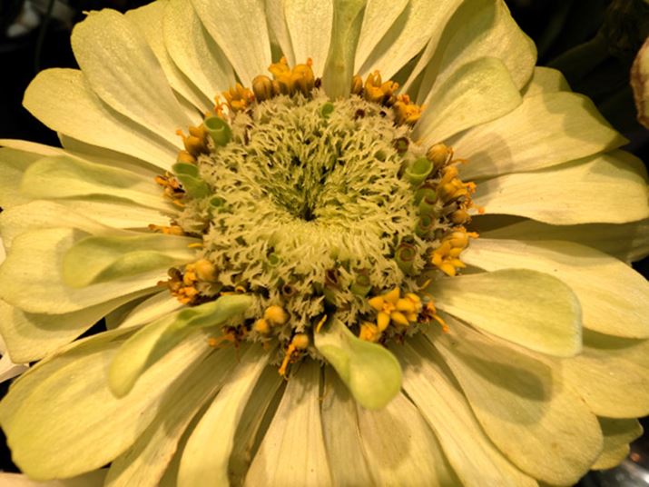 I[g}NŎBeBʑ̂ɃJ߂Â邾ŎIɐ؂ւ܂