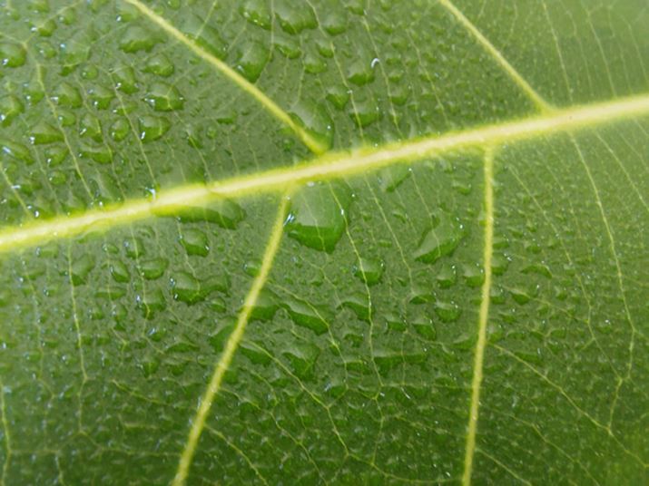 }N[hŎBeB~hW̃}NJ̉掿͊҂łȂƂAuGalaxy A36 5Gvł͗\zȏ̉掿