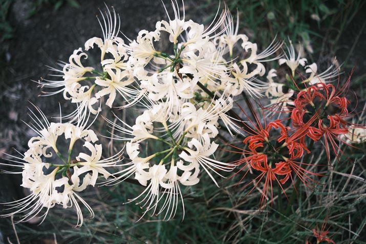 X-T30 IIIAXF27mmF2.8 R WRA27mmi35mmZ41mmjAF2.8A1/105bAISO160AzCgoXFI[gAtBV~[VFNVbNlKBeʐ^i6240×4160A12.7MBj