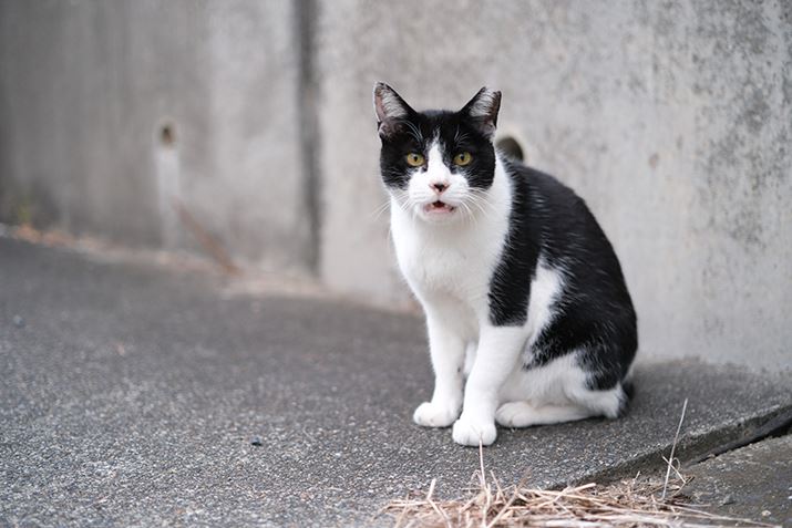 X-T30 IIIAXF33mmF1.4 R LM WRA33mmi35mmZ50mmjAF1.4A1/100bAISO400AzCgoXFI[gAtBV~[VFPROVIA/X^_[hBeʐ^i6240×4160A12.3MBj