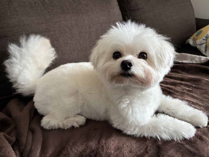 �uiPhone 17e�v�ŎB�e