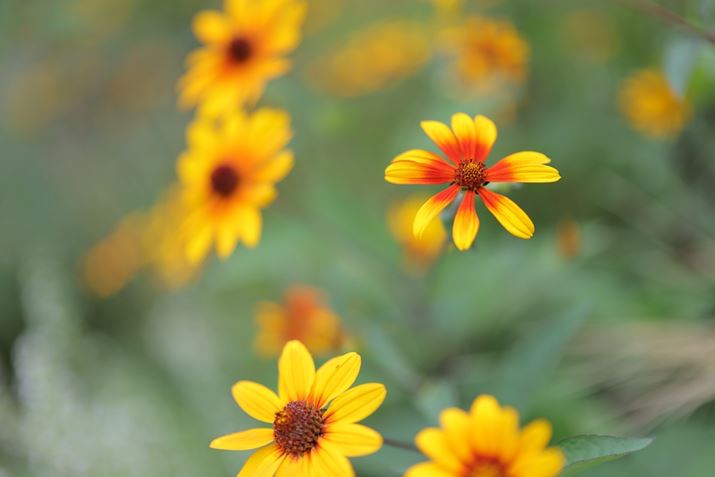 EOS R5 Mark II�ARF45mm F1.2 STM�AF1.2�A1/1000�b�AISO100�A�z���C�g�o�����X�F�I�[�g�i���͋C�D��j�A�s�N�`���[�X�^�C���F�X�^���_�[�h�B�e�ʐ^�i8192×5464�A12.6MB�j