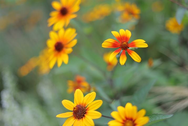 EOS R5 Mark II�ARF50mm F1.8 STM�AF1.8�A1/500�b�AISO100�A�z���C�g�o�����X�F�I�[�g�i���͋C�D��j�A�s�N�`���[�X�^�C���F�X�^���_�[�h�B�e�ʐ^�i8192×5464�A12.6MB�j
