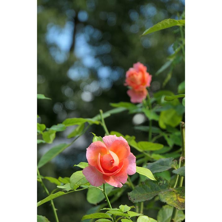 LUMIX TX3�A92mm�i35mm�����Z250mm�����j�AF7.1�A1/125�b�AISO160�A�z���C�g�o�����X�F�I�[�g�A�t�H�g�X�^�C���F�X�^���_�[�h