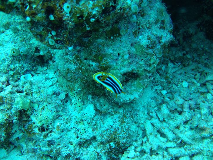 [12mقǂŎBE~EVBEEF̔zFpbLƂƂ炦